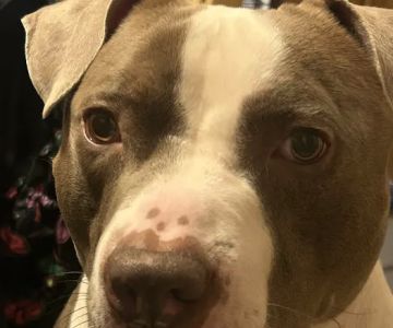 Baltimore County Animal Services