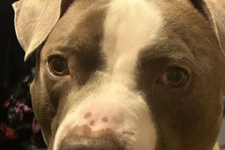 Baltimore County Animal Services