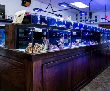Reef Plus