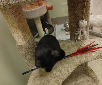 Pet Supplies Plus North Aurora