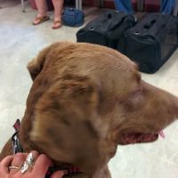 Dundalk Animal Hospital ico