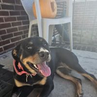 Dundalk Animal Hospital: Salib Farag G DVM ico
