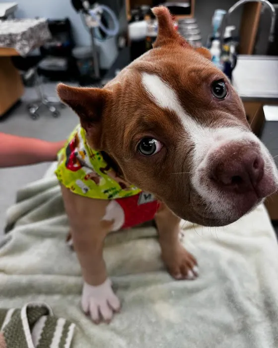 Essex Middle River Veterinary Center 12