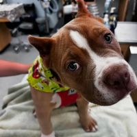 Essex Middle River Veterinary Center ico
