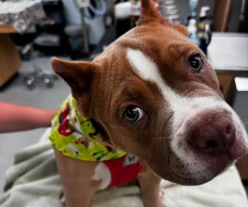Essex Middle River Veterinary Center