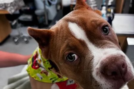 Essex Middle River Veterinary Center