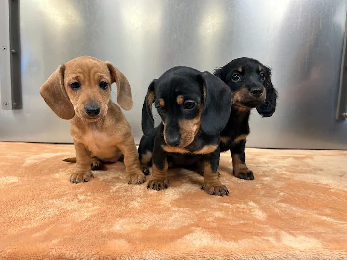 Essex Middle River Veterinary Center 12