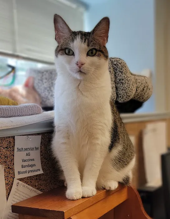 Essex Middle River Veterinary Center 12