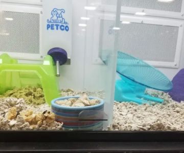 Petco