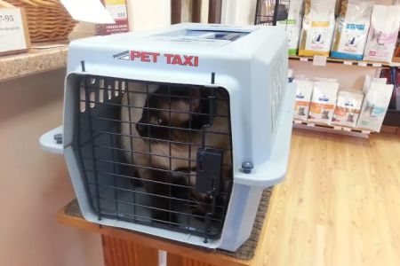 Frederick Cat Vet
