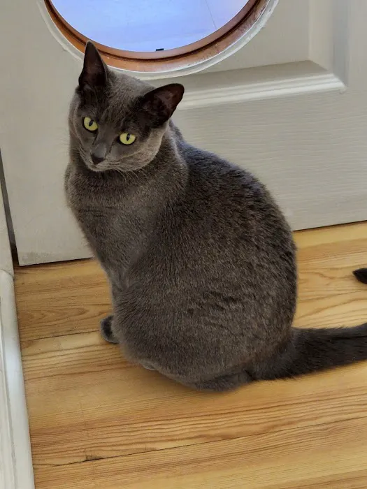 Frederick Cat Vet 12