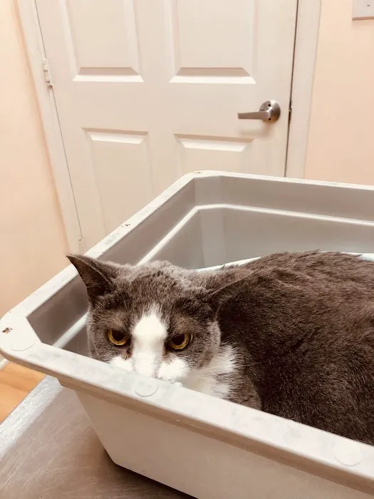 Frederick Cat Vet 12