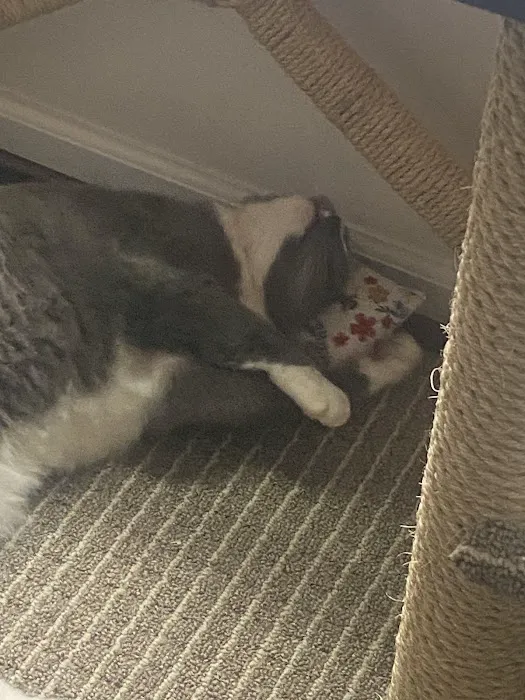 Frederick Cat Vet 12
