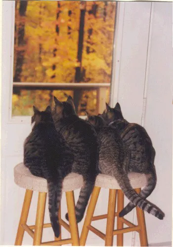 Frederick Cat Vet 12