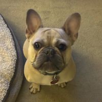 Frederick Veterinary Center ico