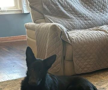Partner Veterinary Emergency & Specialty Center - Frederick