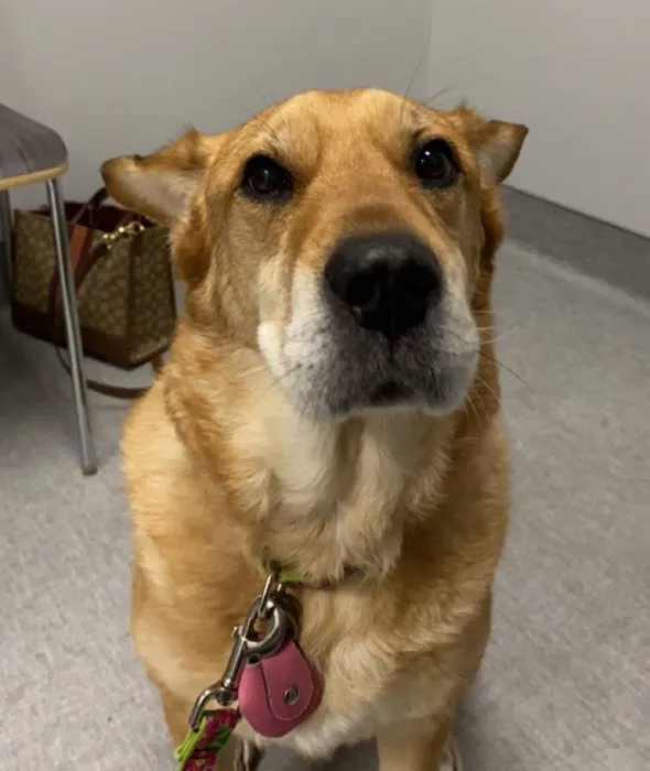 Partner Veterinary Emergency & Specialty Center - Frederick 12