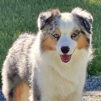 Kellogg H Scott DVM ico