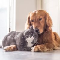 Glade Valley Animal Hospital ico