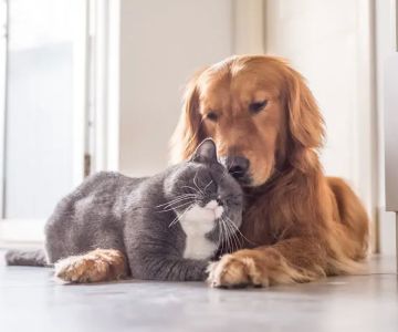 Glade Valley Animal Hospital