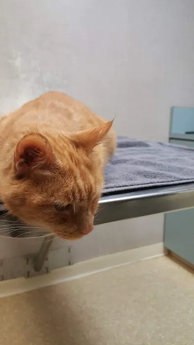 McClellan Veterinary Clinic 12
