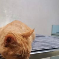 McClellan Veterinary Clinic ico