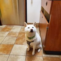 Banfield Pet Hospital ico