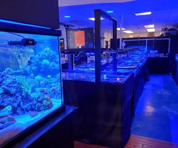 Blue Line Coral