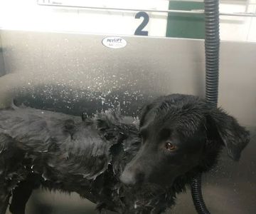 Pet Supplies Plus North Naperville