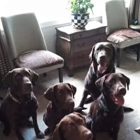 Walkersville Veterinary Clinic ico