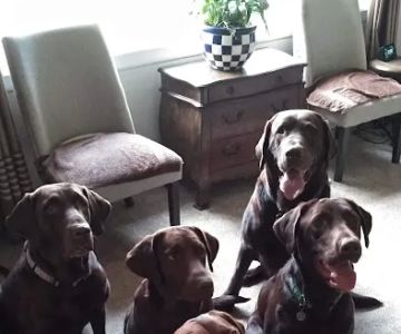 Walkersville Veterinary Clinic
