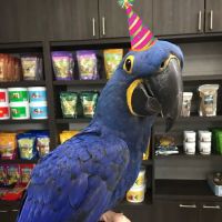 Parrot Stars Parties and Education Center ico