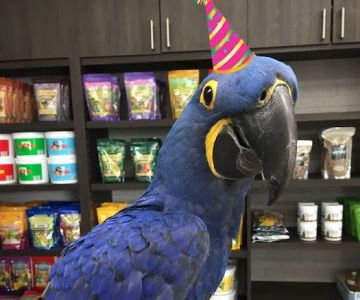 Parrot Stars Parties and Education Center