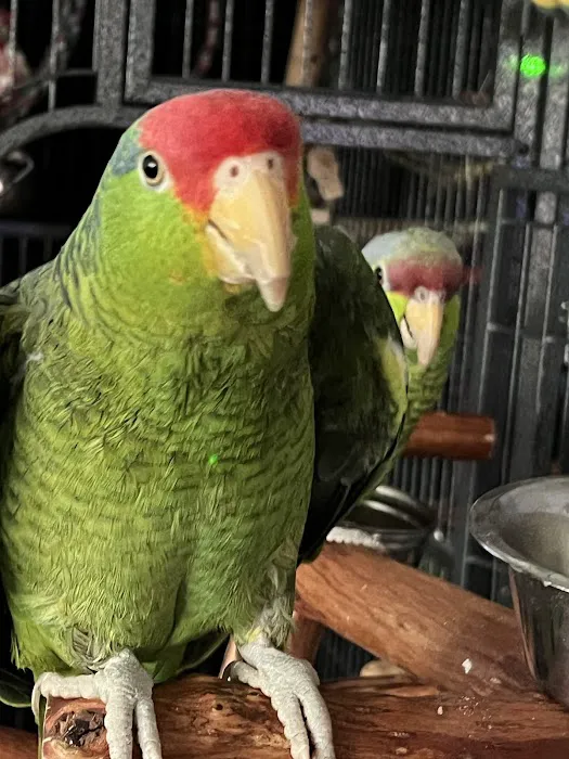 Parrot Stars Parties and Education Center 3
