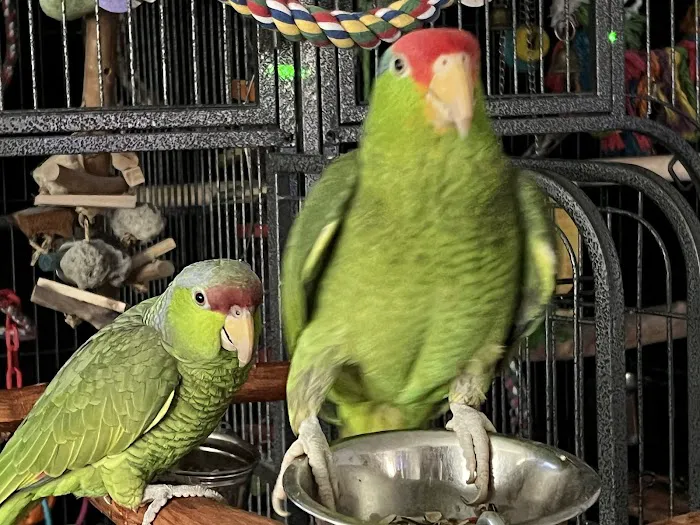 Parrot Stars Parties and Education Center 4