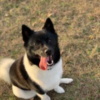 Animal Care Clinic ico