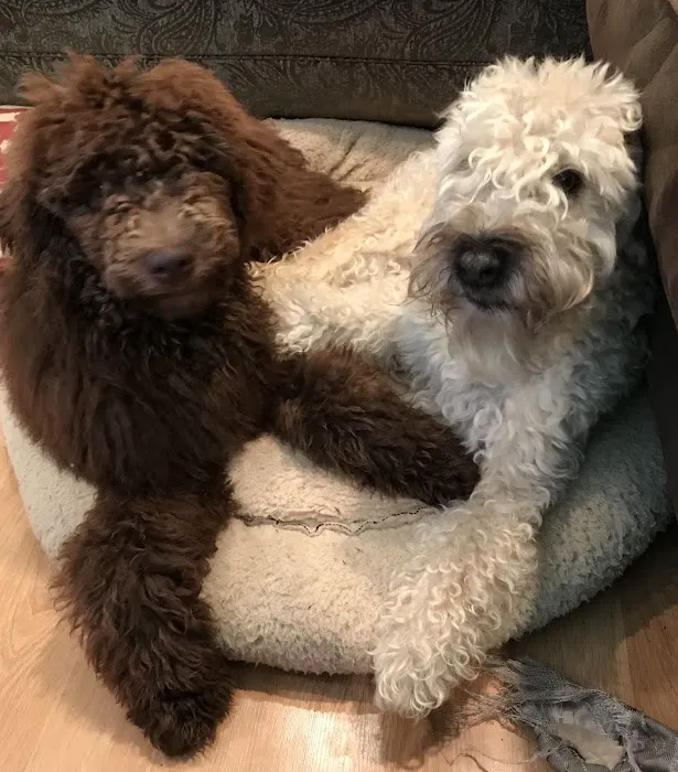 Heritage Animal Hospital 12