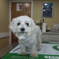 Heritage Animal Hospital ico
