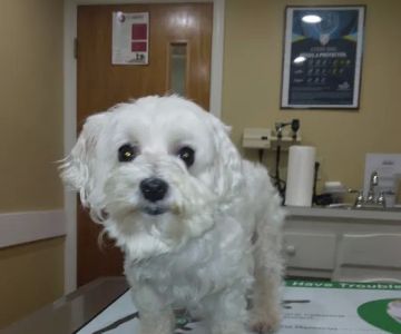 Heritage Animal Hospital