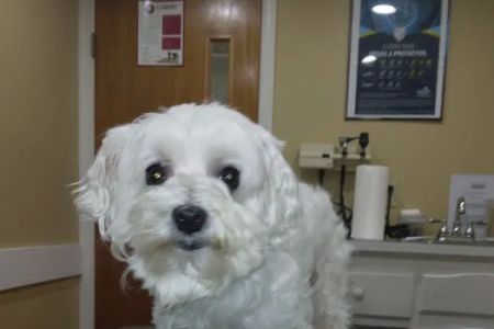 Heritage Animal Hospital