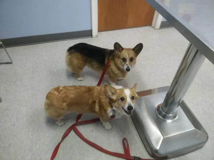 Heritage Animal Hospital 12