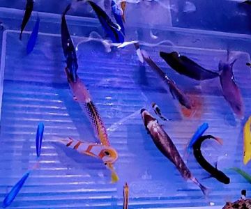 Sho Tank Aquariums