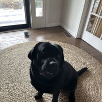 Maryland Mobile Veterinary Clinic, LLC ico
