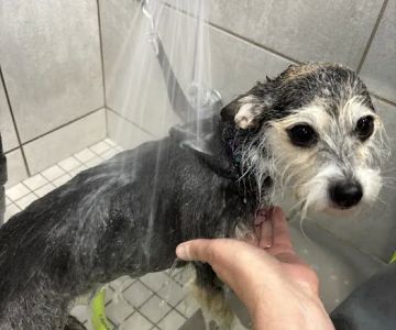 Pet Supplies Plus Grayslake