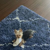 Convenient Care Mobile Veterinary ico
