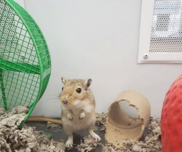 Petco