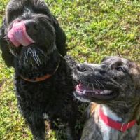 Madison County Veterinary Services ico