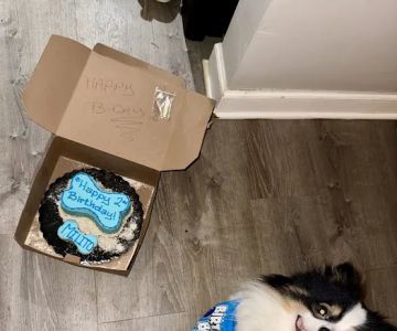 It's So Fluffy Pet Bakery