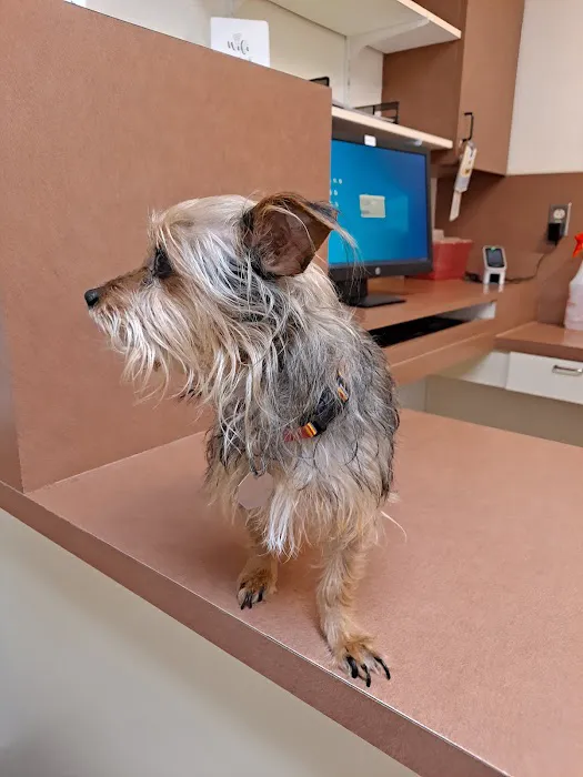 Commerce Veterinary Hospital 12