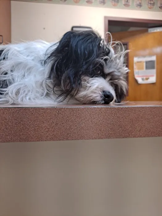 Commerce Veterinary Hospital 12